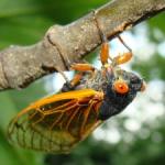 Cicadas Brood II in Saugerties, NY 2013