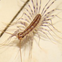 House Centipede – Scutigera Coleoptrata