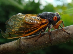 Cicada NY 2013